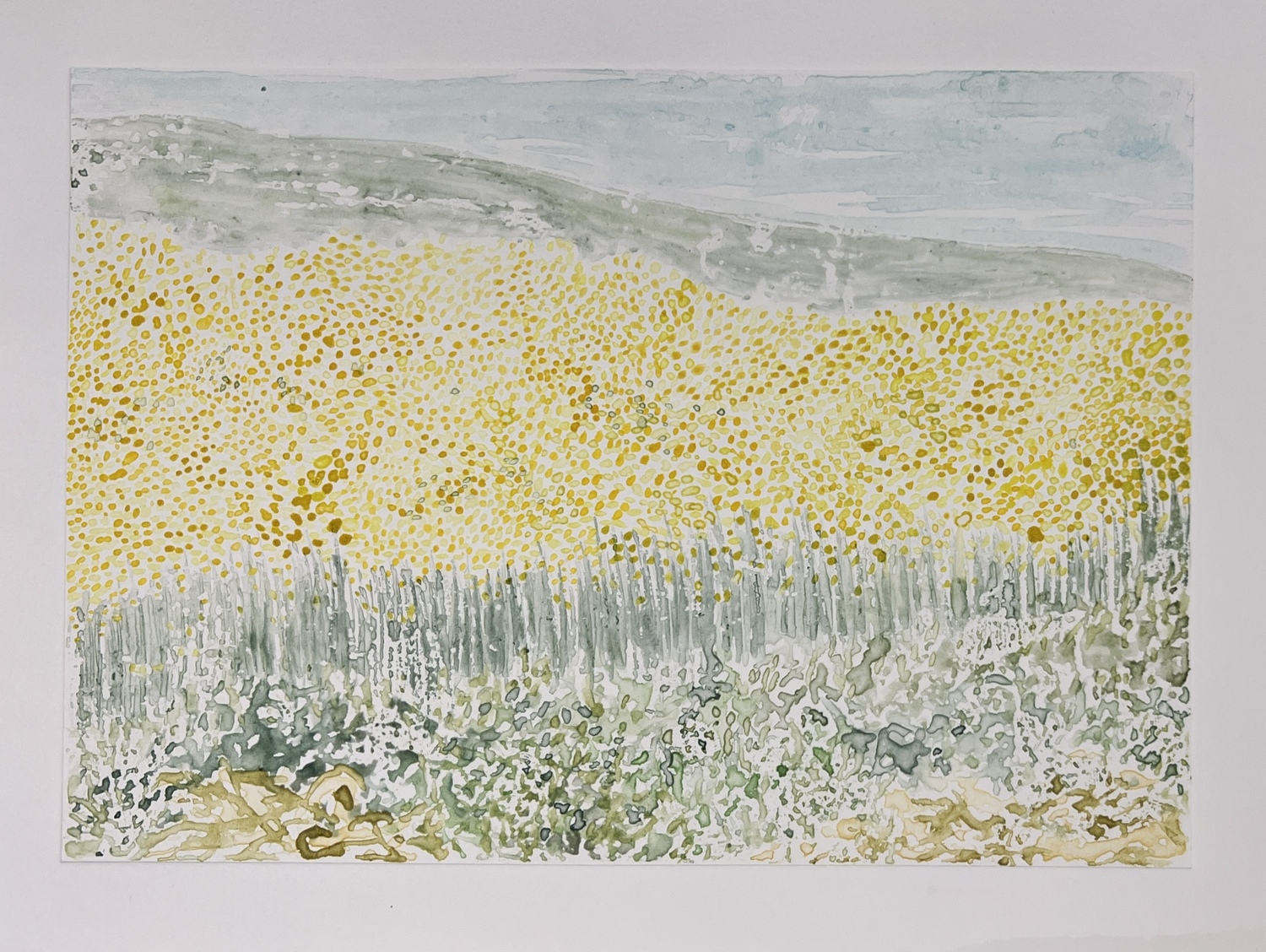 daffodil fields