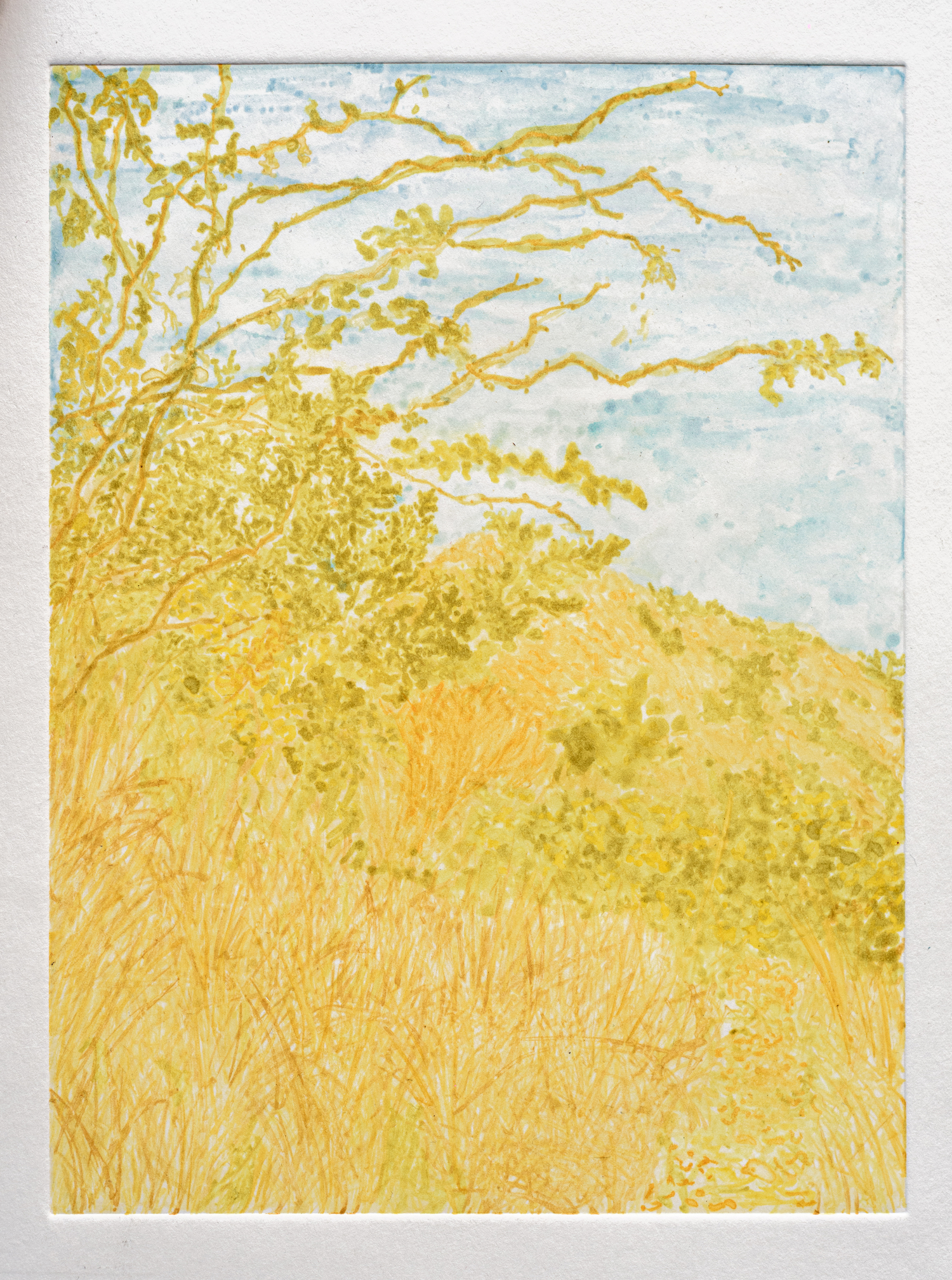 yellow landscapes2