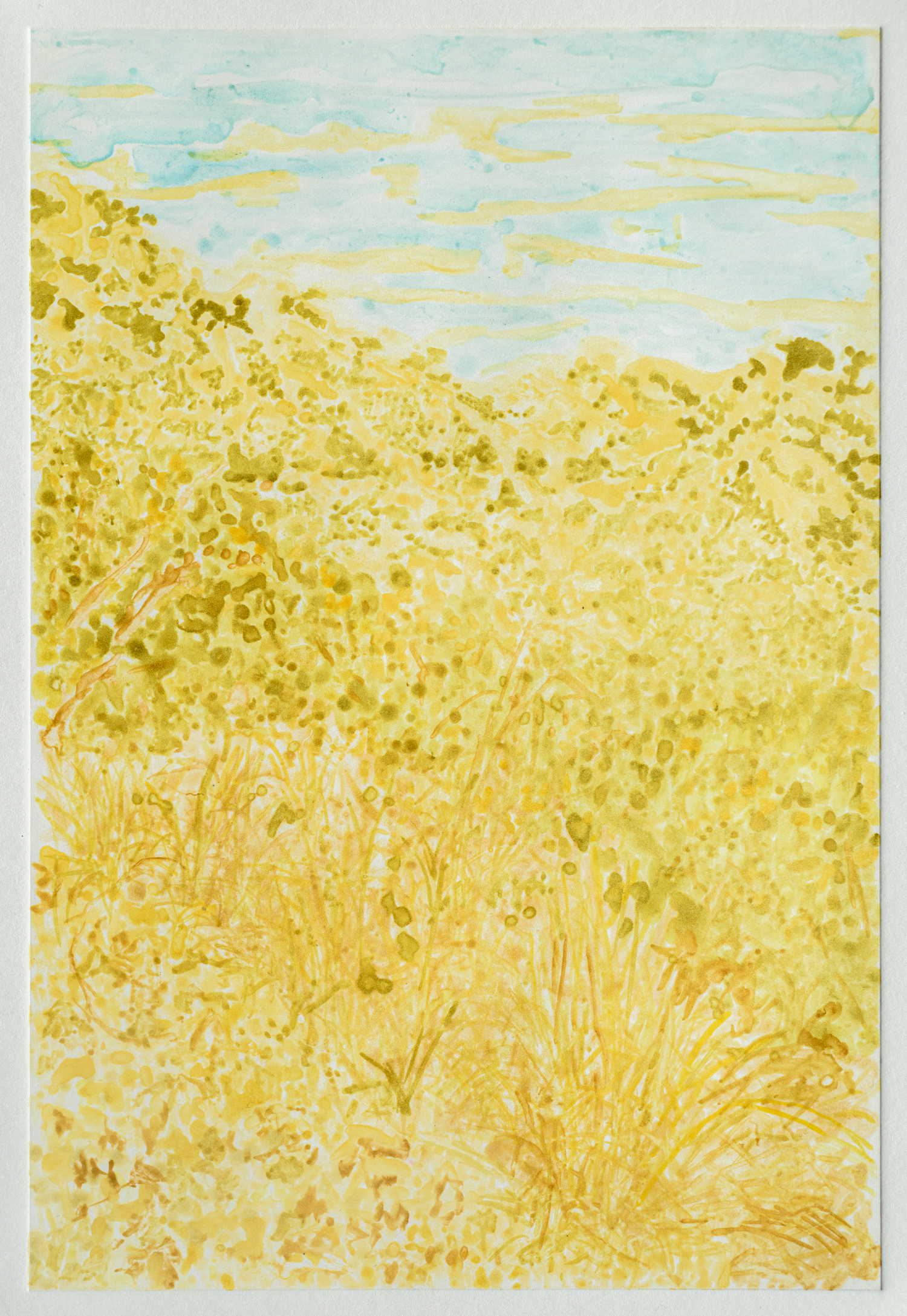 yellow landscapes1